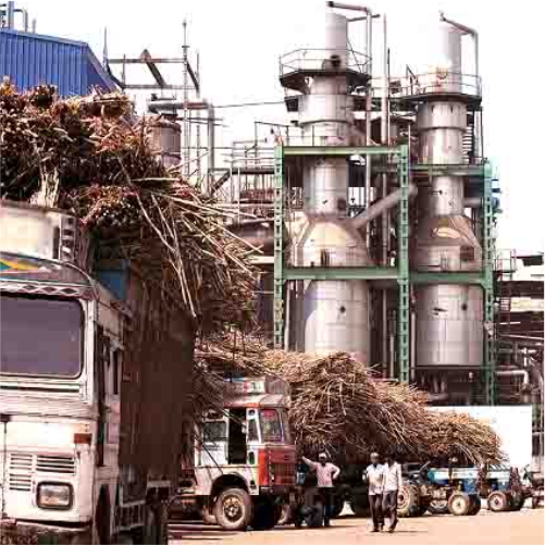 Sugar Plant